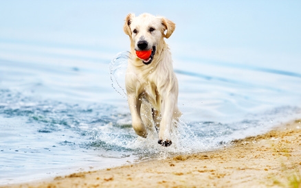Ferienhaus am Meer mit Hund