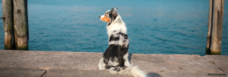 Ferienwohnung mit Hund am Gardasee - Castelnuovo del Garda