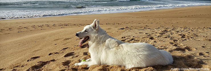 Henne Strand Ferienhaus mit Hund, Ferienwohnung an der Nordseeküste