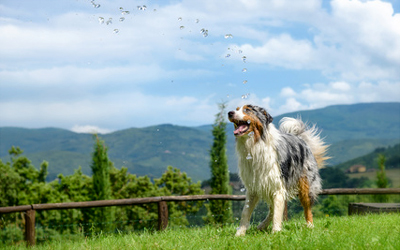 Ferienwohnung mit Hund in der Toskana
