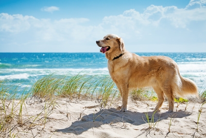 Südfrankreich Ferienhaus Hund ⛱️ mit eingezäuntem Grundstück, Atlantikküste