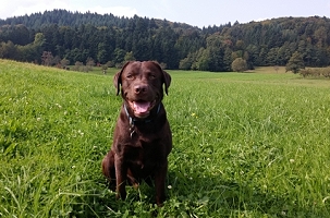 Ferienwohnung mit Hund in Österreich